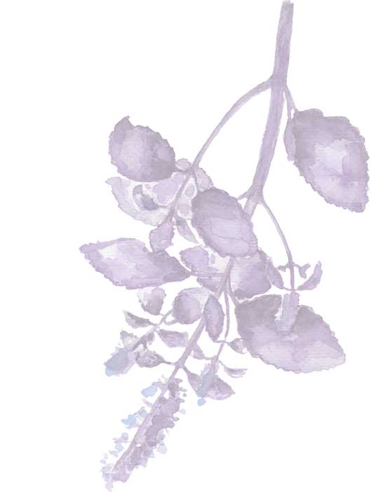 lavender watercolor